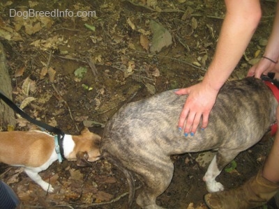 A blue-nose brindle Pit Bull Terrier puppy is letting a tan and white with black Chug dog sniff his backend.