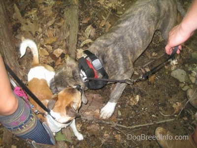 A blue-nose brindle Pit Bull Terrier puppy is sniffing a tan and white with black Chug dog inspecting each other on a dirt surface.