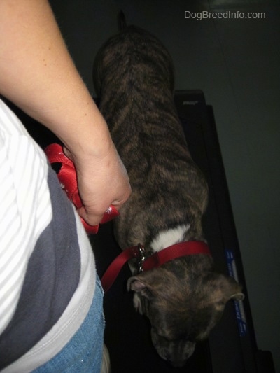 A blue-nose brindle Pit Bull Terrier puppy is walking behind a person that is walking on a treadmill.