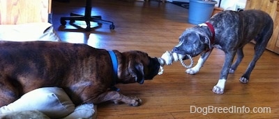 A brown brindle Boxer is laying across a pillow and he is having a tug of war with a blue-nose brindle Pit Bull Terrier puppy on a hardwood floor in a living room.