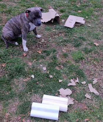 A blue-nose brindle Pit Bull Terrier is sitting in grass with a mess around him. Behind him is a chewed up cardboard box and across from that are plastic wraps with more chewed cardboard.