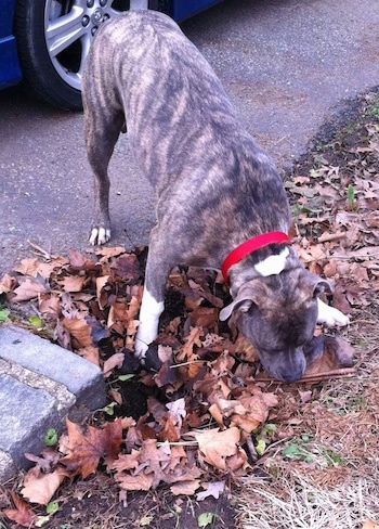 A blue-nose brindle Pit Bull Terrier is digging at a bully stick he had already buried.