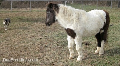 A blue-nose brindle Pit Bull Terrier is trotting across a field looking at a white and brown pony. The Pony is looking back at him.