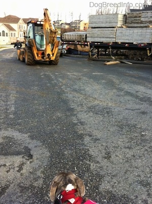 The back of a blue-nose brindle Pit Bull Terrier that is standing on a street and he is looking at a parked yellow backhoe.