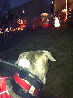 The back of a blue-nose brindle Pit Bull Terrier that is looking up a small hill at a person's Christmas decorations.