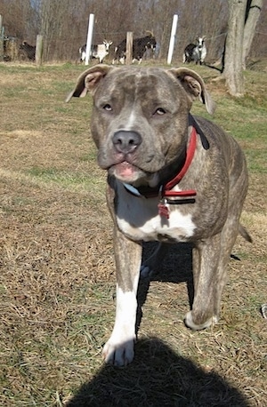 A blue-nose brindle Pit Bull Terrier is walking across grass and he is looking forward. There are goats behind a fence in the distance.