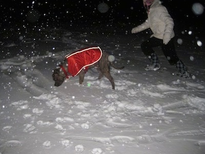 A blue-nose brindle Pit Bull Terrier is wearing a red vest and he is sniffing around in snow. Running behind him is a girl in a white coat.