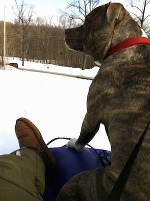 A blue-nose brindle Pit Bull Terrier is sitting on a purple sled and there is a person in green snow pants and brown boots sitting behind him.