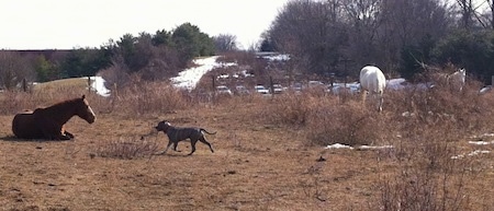 A blue-nose Brindle Pit Bull Terrier is running across a field towards a brown with white horse that is laying down. There are a couple of white horses off to the right.