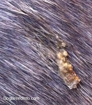 Close up - Bird poop on a blue-nose Brindle Pit Bull Terrier.