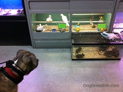 A blue-nose Brindle Pit Bull Terrier is looking down at birds in a cage inside of a pet store.