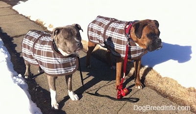 A blue-nose Brindle Pit Bull Terrier and a brown brindle Boxer are both wearing brown and white plaid vests. They are standing on a sidewalk and there is snow all over the fields behind them.