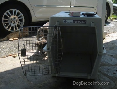 A blue-nose brindle Pit Bull Terrier puppy is standing on the left side of a crate that has been placed on a stone porch. There is a Toyota Sienna minivan behind the dog.