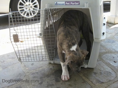 A blue-nose brindle Pit Bull Terrier puppy is walking out of a crate.