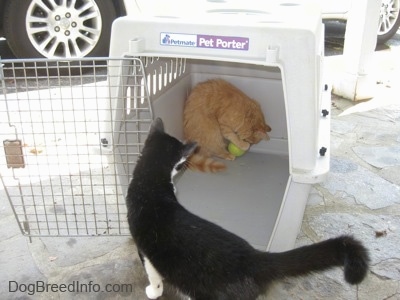 An orange cat is standing in the back of a crate and he is playing with a tennis ball. There is a black with white Cat looking at the orange cat.