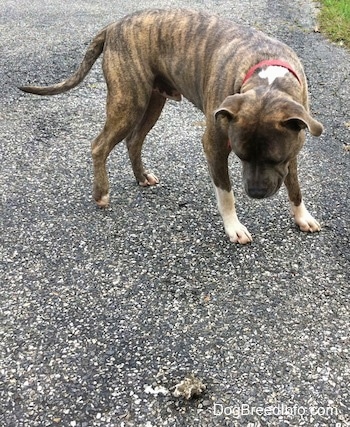 A blue-nose Brindle Pit Bull Terrier is looking down at a pile of poop on a blacktop surface.