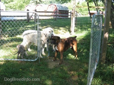 A brown brindle Boxer is standing in grass and behind him is a Great Pyrenees and next to him is a blue-nose Pit Bull Terrier puppy.