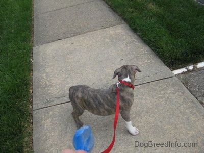 A blue-nose Brindle Pit Bull Terrier puppy is standing on a sidewalk and he is looking behind himself.