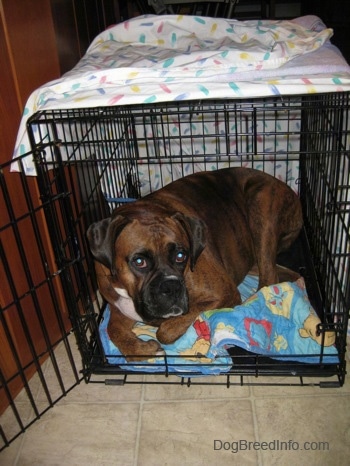 A brown brindle Boxer is laying down inside of a dog crate that is too small for him on top of a blue Winnie the Pooh blanket.