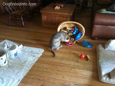 A blue-nose Pit Bull Terrier puppy knocked over a basket of toys and bones and he is grabbing one. Behind him is a tarp with paint cans on it.