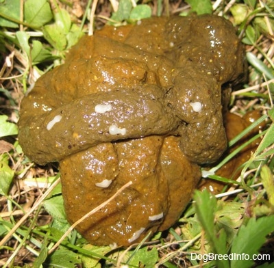 Close up - Brown moist poop in grass with small white worms in it.