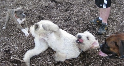 A Goldendoodle dog is rolling around on its back and coming from behind it is a blue-nose Brindle Pit Bull Terrier puppy and above it is a brown brindle Boxer. The Boxers mouth is open and tongue is out. There is a person standing behind the dogs.