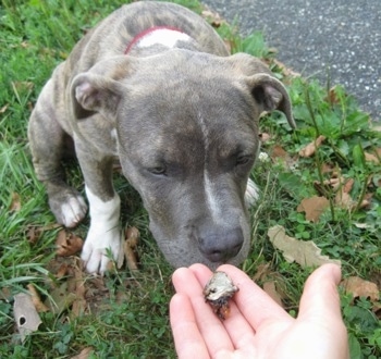 A person is holding a piece of a skull in their hand. There is a blue-nose Pit Bull Terrier puppy sitting in grass and sniffing it.