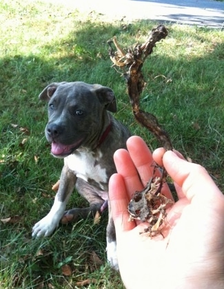 A person is holding old bones and dried flesh in their hand. In the background there is a happy looking, blue-nose Brindle Pit Bull Terrier puppy sitting in grass with his mouth open and tongue out.