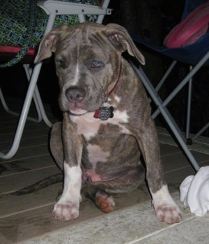 A blue-eyed, blue-nose Brindle Pit Bull Terrier puppy is sitting on a hardwood porch and there are lawn chairs all around him.
