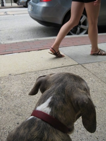 The back of a brown brindle Boxer that is watching a person walk by on a street.