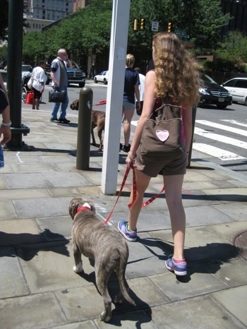 A girl with a pink heart on her brown bag is walking a blue-nose brindle Pit Bull Terrier puppy down a busy city street.