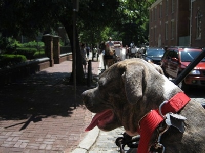 Close up - The back of a blue-nose brindle Pit Bull Terrier puppy that is taking a carriage ride in the old town streets of Philadelphia.