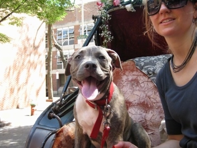 A blue-nose brindle Pit Bull Terrier puppy is sitting next to his owner in a carriage. His mouth is open, his tongue is out and it looks like he is smiling.