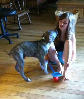 A blue-nose brindle Pit Bull Terrier puppy is trying to lick the face of a girl in a black shirt who is holding a red ball down with a blue fly swatter.