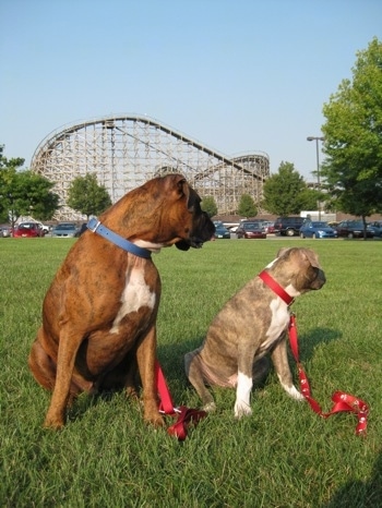 A blue-nose brindle Pit Bull Terrier puppy and a brown brindle Boxer are sitting in grass and they are looking to the right. There is a large rollercoaster behind them.