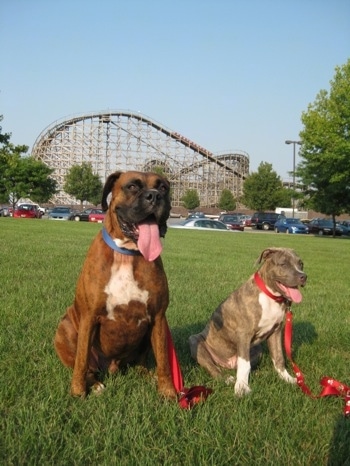A blue-nose brindle Pit Bull Terrier puppy and a brown brindle Boxer are sitting in grass. There mouths are open and tongues are out. There is a large wooden rollercoaster behind them.