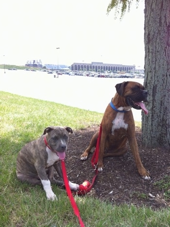 A blue-nose brindle Pit Bull Terrier puppy and a brown brindle Boxer are sitting under the shade of a tree. Both of there mouths are open and tongues are out.