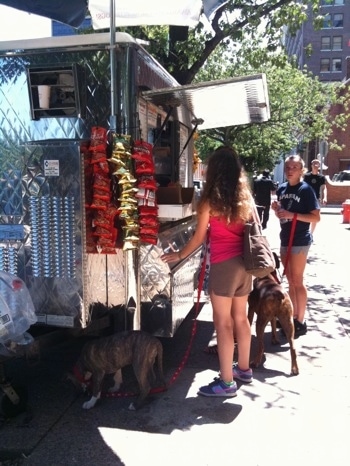 A blue-nose brindle Pit Bull Terrier puppy is sniffing under a street food vendor. There is a girl in a pink shirt holding his leash. There is a girl in a blue shirt holding the leash of a brown brindle Boxer.