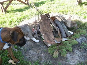 Two dogs are looking down and digging in a fire pit outside in a yard..