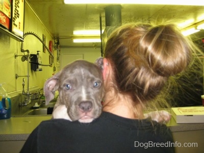 A girl in a black shirt is holding a blue-nose brindle Pit Bull Terrier puppy over her shoulder at Zerns farmers market.