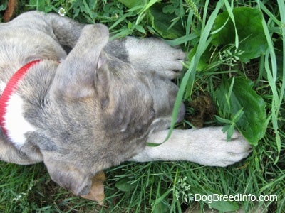 Close up - Top down view of a blue-nose Brindle Pit Bull Terrier puppy that is licking a pile of poop in grass.