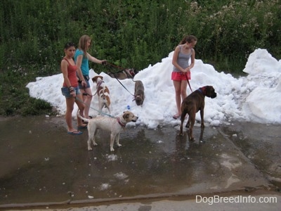 Three ladies are letting six dogs play in a pile of snow. There are two dogs in the pile of snow and two dogs next to it.
