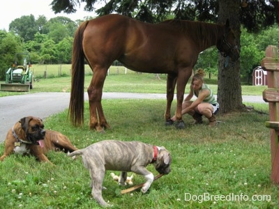A brown brindle Boxer is laying in grass and in front of him is a blue-nose Pit Bull Terrier that is dragging a bully stick through grass. Behind them is a blonde haired girl touching the hoof of a horse.
