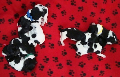 Top down view of a 8 newborn Stabyhoun puppies laying across from each other in 2 piles. They are laying on top of a red blanket that has black paw prints on it. 