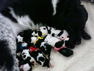 Top down view of a black and white Stabyhoun dog laying down on a blanket with a large litter of newborn black and white Stabyhoun puppies.