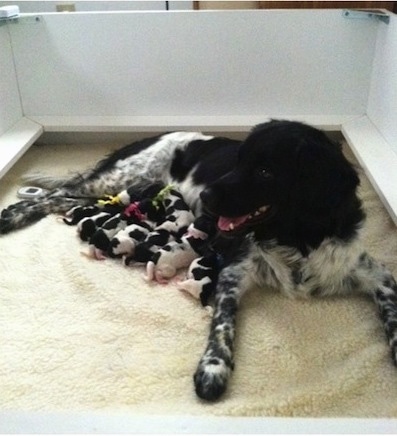 Front side view - A black and white Stabyhoun is laying in a whelping box and a large litter of newborn Stabyhoun puppies are nursing. The puppies have different color ribbons around their necks.