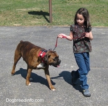 The front right side of a brown brindle with white Boxer that is being walked across a blacktop surface by a little girl