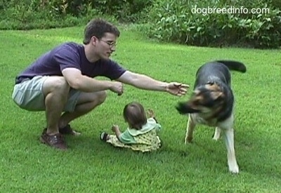 A German Shepherd in a yard running around a baby girl who is sitting in the grass and her father blocking the dog