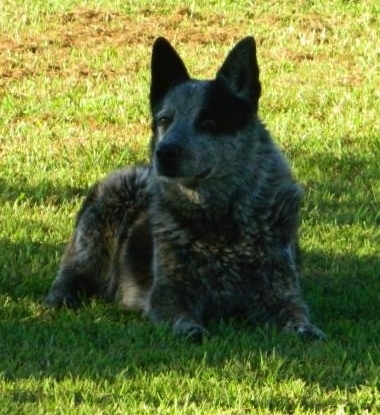 Dingo Blue Heeler