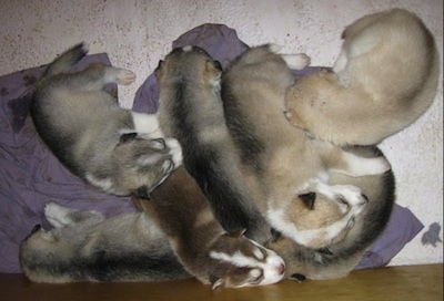 Top down view of a litter of newborn Timber Wolf puppies laying against a wooden wall in a pile.